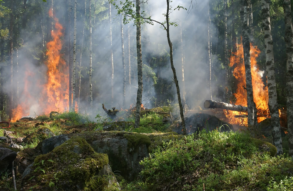 gestión forestal
