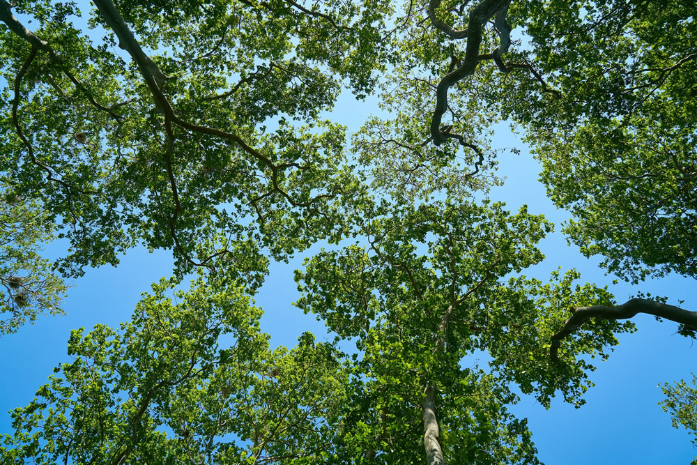 madera de roble