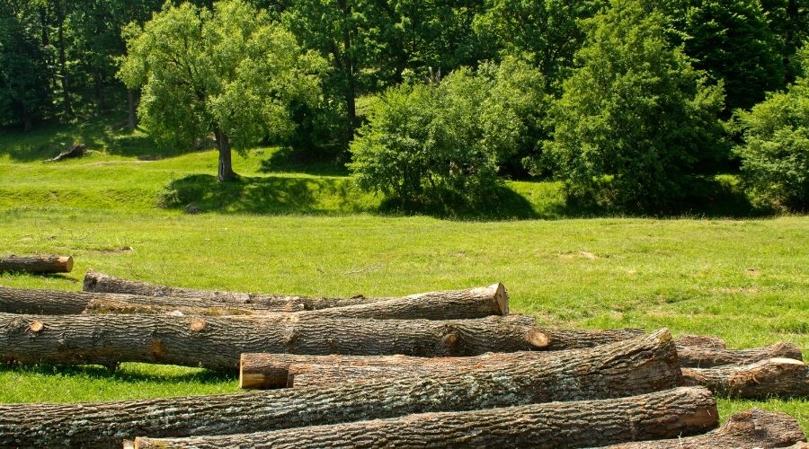Gestión forestal