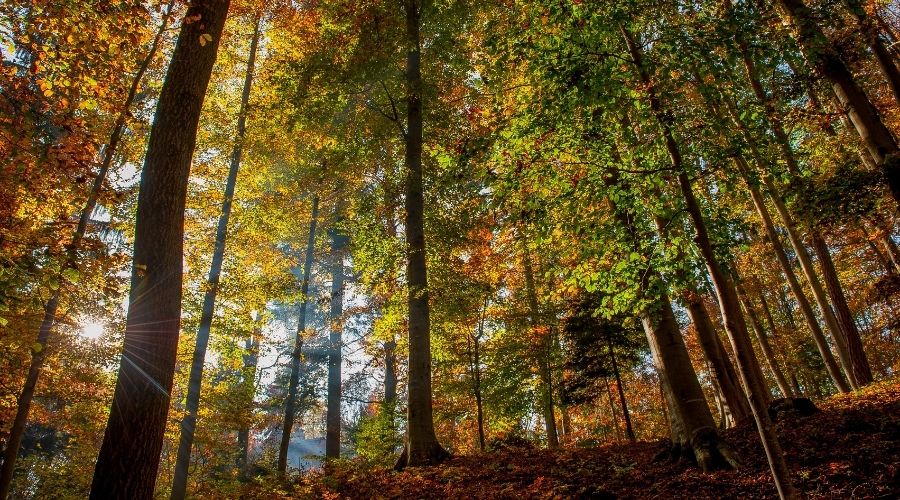 cuidemos los bosques